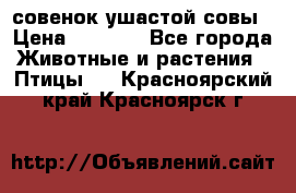 совенок ушастой совы › Цена ­ 5 000 - Все города Животные и растения » Птицы   . Красноярский край,Красноярск г.